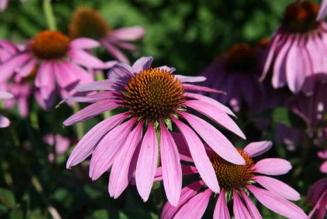 biborkasvirag_echinacea_purpurea11.jpg